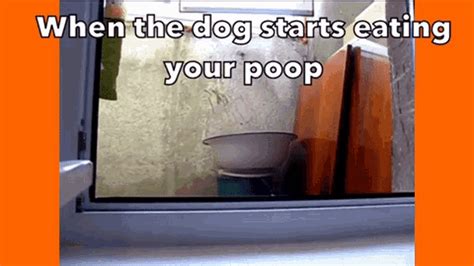 What If A Dog Eats Cat Poop