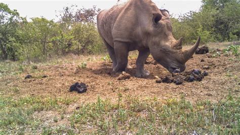 Rhinos Use Poop Piles Like A Social Network
