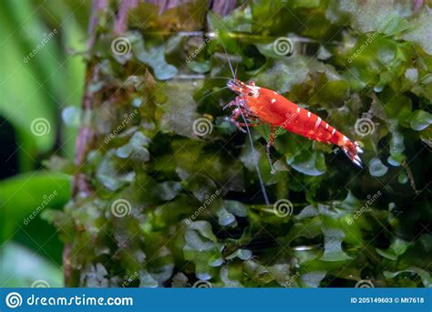 Red Fancy Tiger Dwarf Shrimp With Less White Stripe On Its Body Look