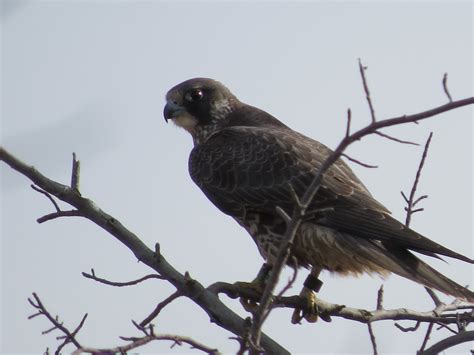 Peregrine Falcon De 1000 Birds