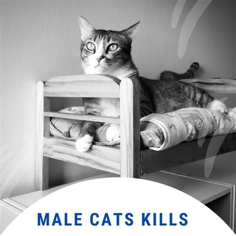 Do Male Cats Kill Their Kittens Executive Cat