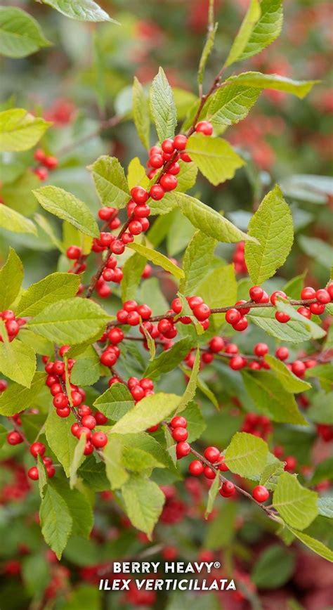 Berry Heavy Winterberry Holly Ilex Verticillata Proven Winners
