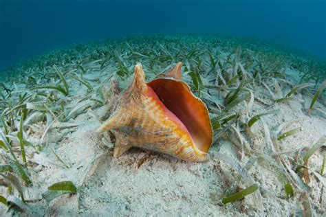 The Bahamas Marine Life Dive Magazine