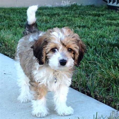 Here at blossom ranch labradoodles, we are dedicated to raising exceptional australian labradoodle puppies. Poodle Beagle Mix | Vet Reviews | 3 Reasons To Avoid ...
