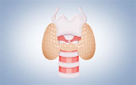 La thyroïde une glande avec multiples fonctions biologiques IBSA