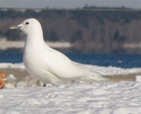 Fileivory Gull Wikimedia Commons