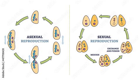 Asexual Vs Sexual Cellular Reproduction Types Comparison Outline Diagram Labeled Educational