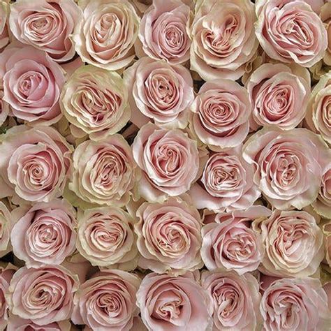 Pink Mondial Rose Magnaflor Wholesale Flowers Wholesale Flowers