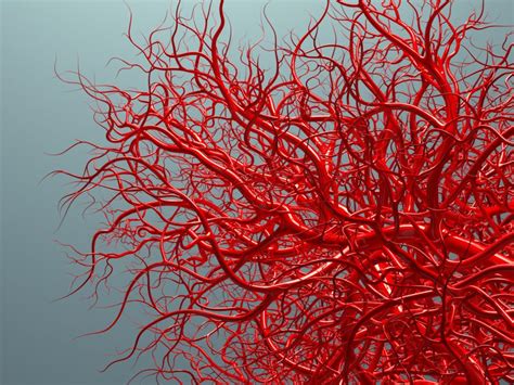 Blood, heart, blood vessels ec. Make your blood vessels younger to avoid heart attack and stroke - Easy Health Options