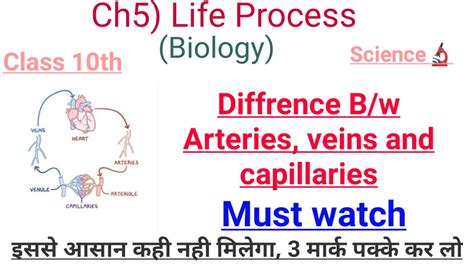 Arteries Veins And Capillaries Class 10difference Between Arteries