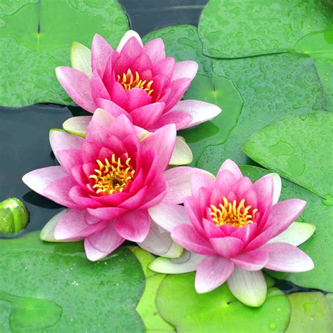 23230 best flower images water lily ✅ free stock photos download for commercial use in hd high resolution jpg images format. Water Flower Names - Gardenerdy