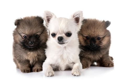Premium Photo Puppy Pomeranian And Chihuahua