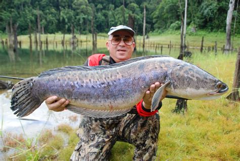 The top countries of suppliers are china, vietnam, and. THE FISHING NEWS: MALAYSIA JUNGLE GIANT SNAKEHEAD