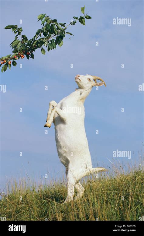 White Goat Standing On Hind Legs Stock Photo Royalty Free Image