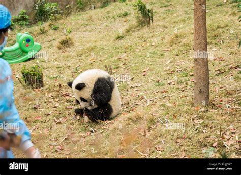 Giant Panda Chengdu Panda Base Sichuan China Stock Photo Alamy