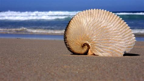 Argonaut Paper Nautilus