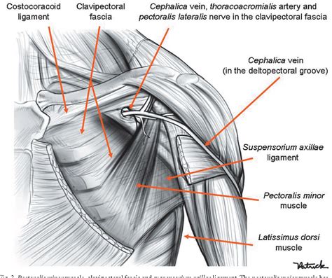 Anatomy Of The Armpit