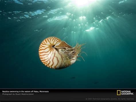 17 Best Images About Nature Nautilus On Pinterest Sea
