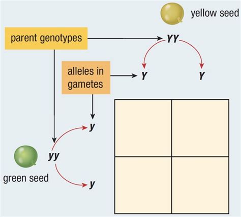 Jul 01, 2021 · a given trait must be defined only by the alleles we're going to use in the genetic square. What Is A Punnett Square And Why Is It Useful In Genetics ...