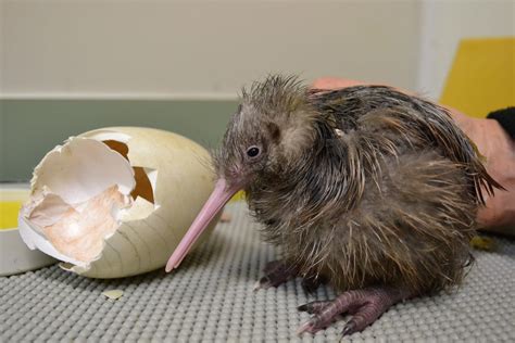 Newly Hatched Kiwi Chick Auckland Zoo New Zealand Raww