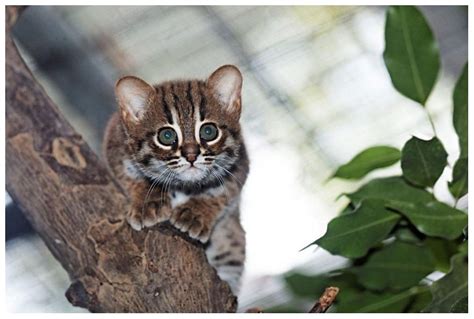 Rusted Spotted Cat Born In Zoo Berlin Such A Beauty Spotted Cat
