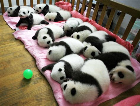 A Moment Of Cute A Photo Of Sleeping Baby Pandas The Two Way Npr