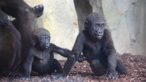 El Bebé Gorila Pepe Cumple 17 Meses En El Bosque Ecuatorial De Bioparc