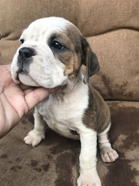 Olde English Bulldogge Puppies For Sale Antioch Ca 279349