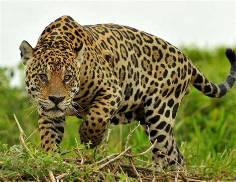 Jaguars Jaguar Pictures Jaguar Facts National Geographic Jaguar