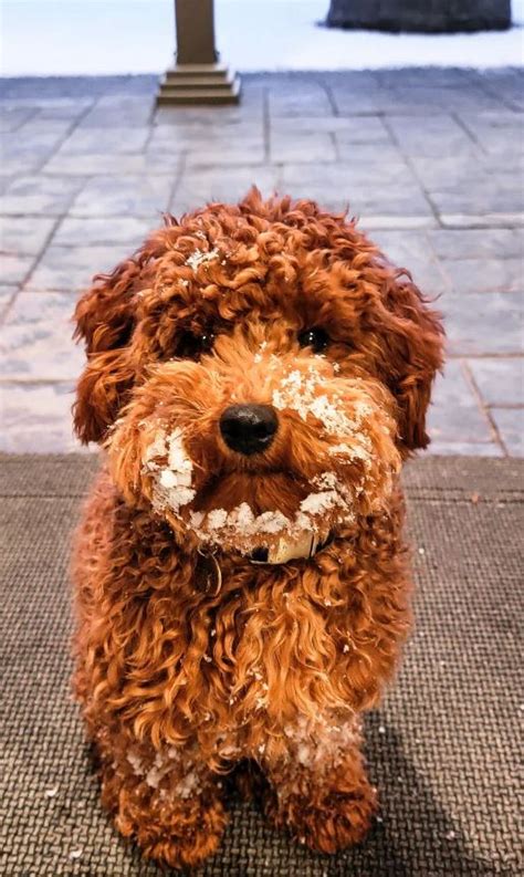 Maltipoo Facts The Ultimate Maltipoo Guide Labradoodles And Dogs
