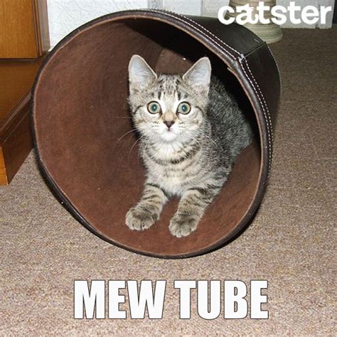 7 Cat Puns You Need To Read Right Meow Catster