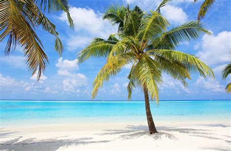 Palm Trees On The Tropical Beach Of Photograph By Skynesher Fine Art