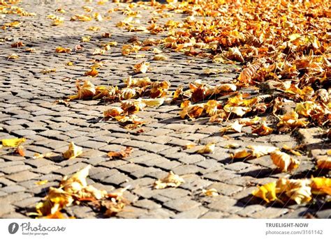 Dry Leaves On Paving Stones In The Autumn Sun A Royalty Free Stock