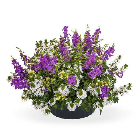 Kwik Kombo Beach Breeze Mix | Lucas Greenhouses