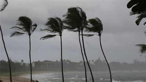 Hurricane Palms Stock Photo Download Image Now Istock