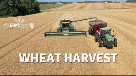 Wheat Harvest 2022 Youtube