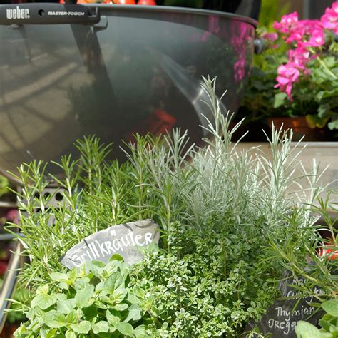 Check spelling or type a new query. Premium Grills bei Meier - Garten-Center Meier