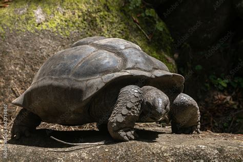 Aldabrachelys Gigantea Also Called Giant Seychelles Turtle This Is One