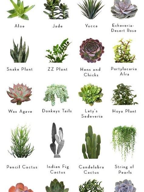 Desert Plants List With Pictures Plants Bp