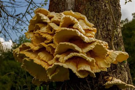Meet The Chicken Of The Woods The Mushroom That Tastes Like Chicken