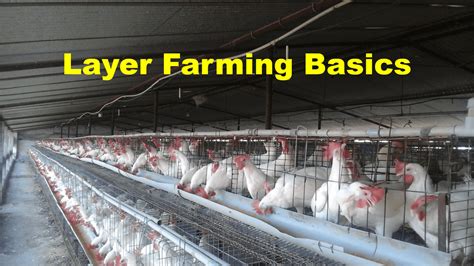 How To Start Layer Farming Layer Farming Investment Ali Veterinary