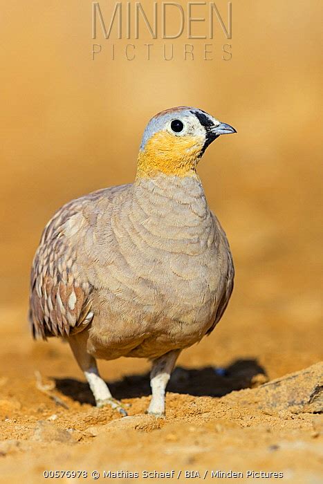 Crowned Sandgrouse Stock Photo Minden Pictures