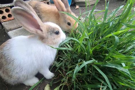 Do Rabbits Eat Grass Nutrition Benefits And Feeding Tips