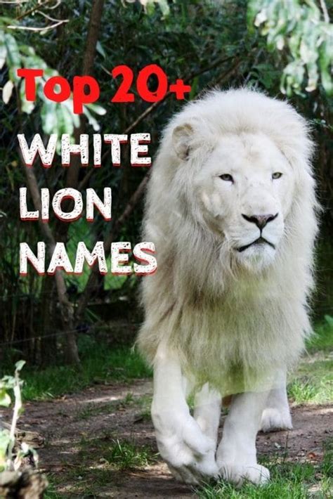 Top 20 White Lion Names Best Names For A White Lion
