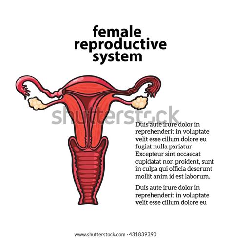Female Reproductive System Vector Sketch Hand Drawn Illustration