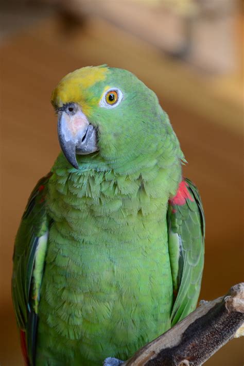 Безплатна снимка птица животно клюн фауна малайско папагалче