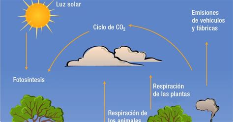 Ecolocas Ecologia Ciclo Del Carbono