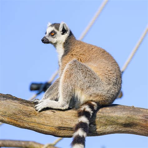 Lemur Animal Tree Glance Hd Phone Wallpaper Peakpx