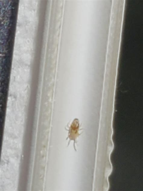 Incredibly Tiny Bug Found In Apartment Rwhatsthisbug