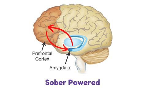 What Happens In The Brain When We Are Overwhelmed The Amygdala Hijack